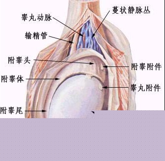 男性睪丸炎應該如何自我保健？